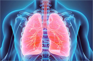 Illustration of Lung Anatomy