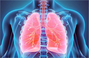 Illustration of Lung Anatomy